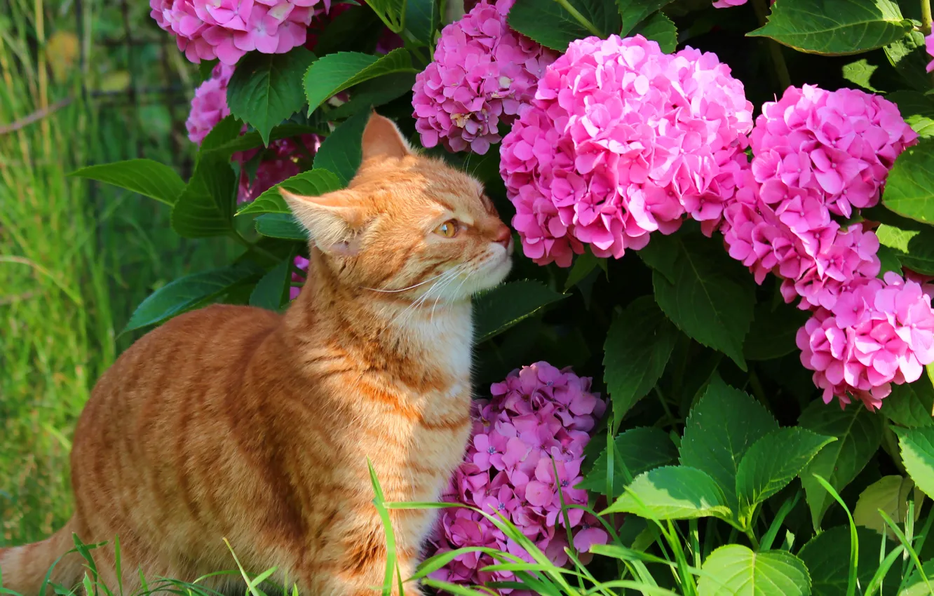Фото обои лето, кот, кошки, природа, гортензия, дача, рыжий кот, стёпка