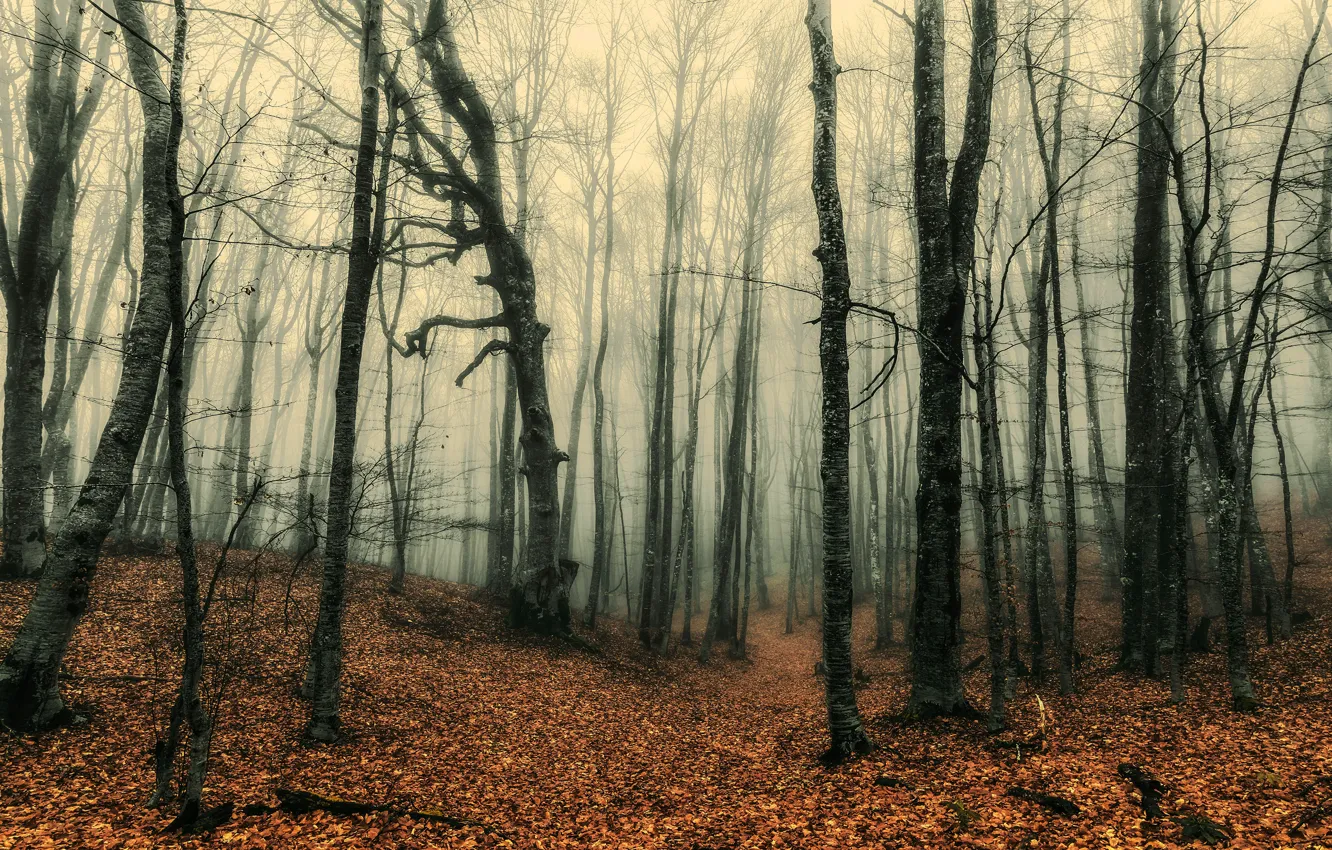 Фото обои осень, лес, туман, стволы, листопад, голые деревья