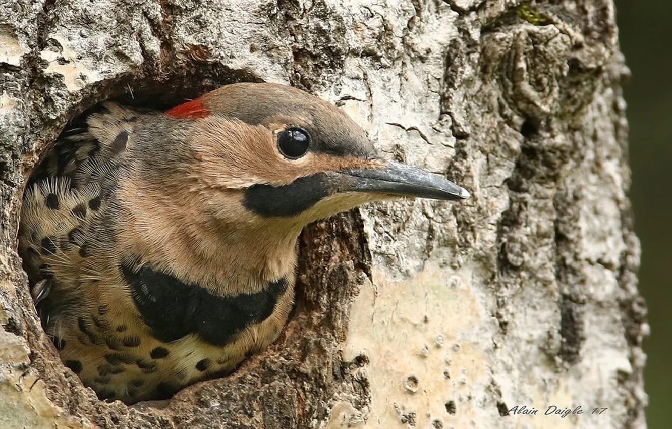 Фото обои bird, animal, wildlife, .Northern Flicker