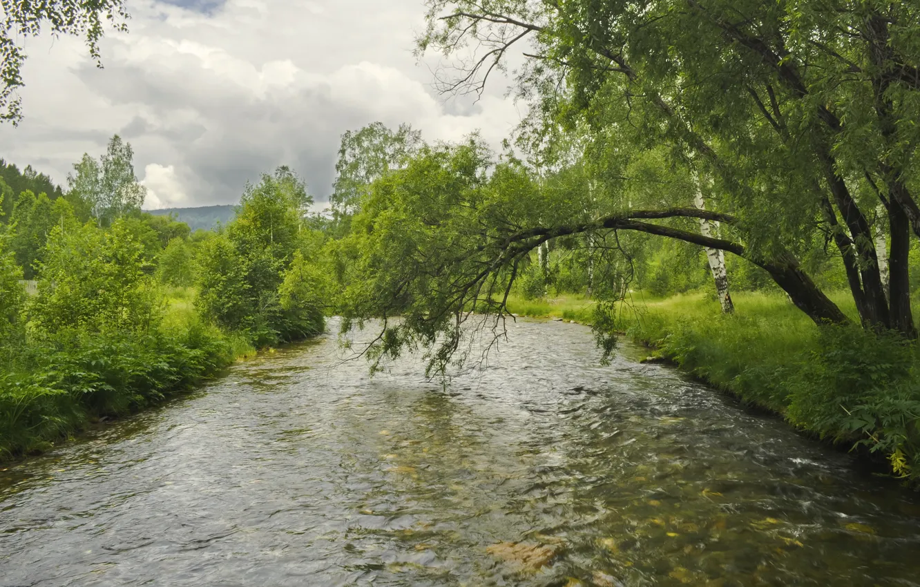 Фото обои Природа, Поток, Деревья, Река, Лето, Nature, Ветви, Summer