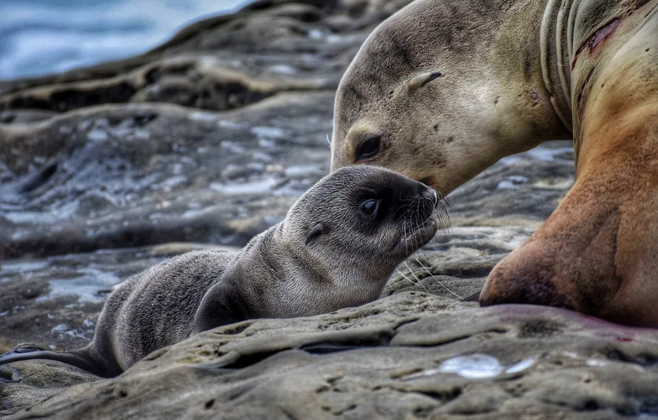 Фото обои животные, природа, детёныш, тюлени