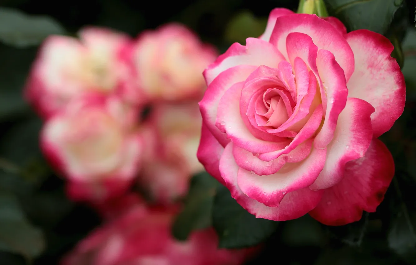 Фото обои макро, роза, лепестки, красавица