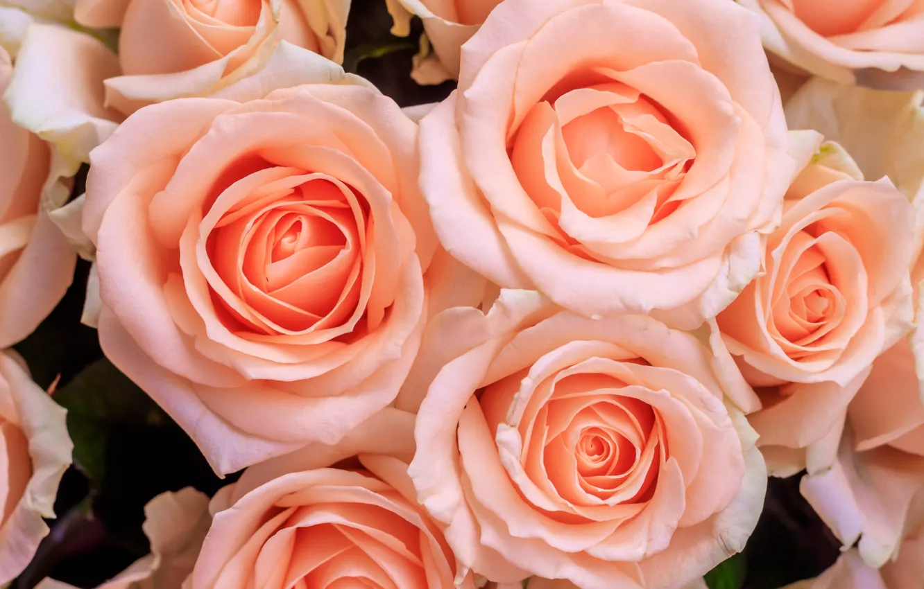 Фото обои розы, Лепестки, розовые, бутоны