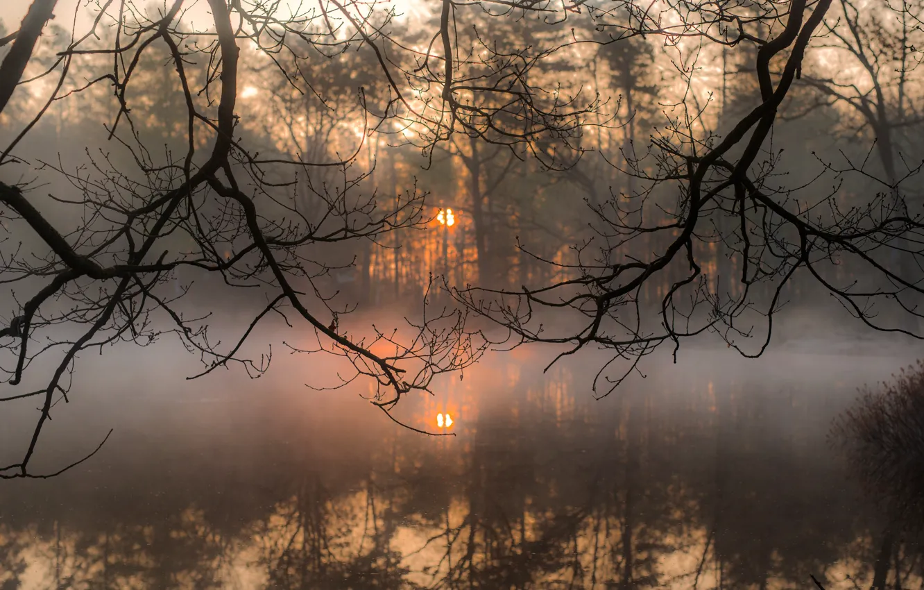 Фото обои солнце, ветки, туман, утро, silence, ☀