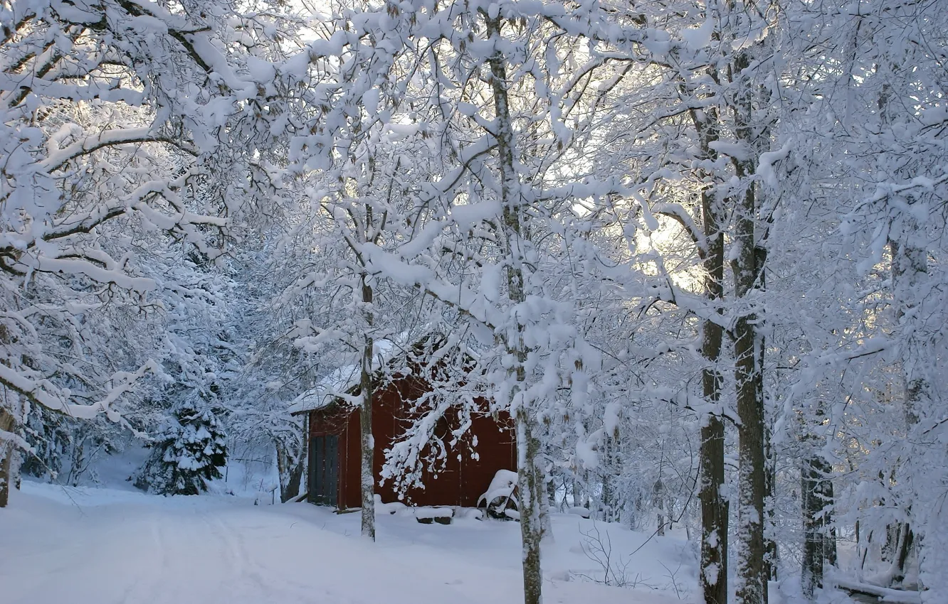 Фото обои Winter, trees, snow, building, shed