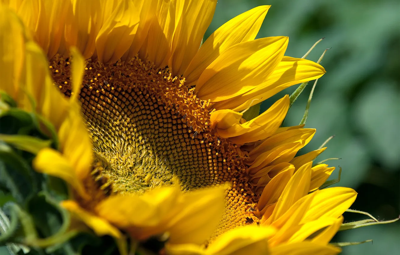 Фото обои цветок, жёлтый, подсолнух, соняшник