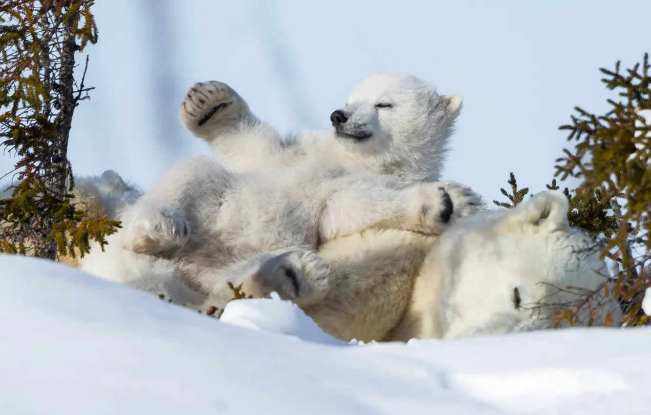 Фото обои зима, снег, отдых, сон, медвежонок, расслабон, белые медведи, медведица