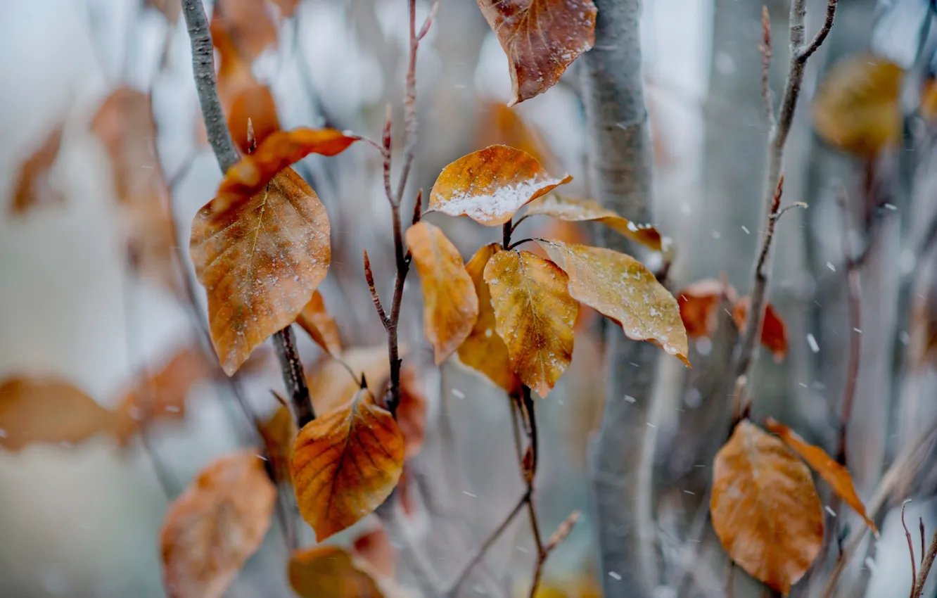 Фото обои листья, снег, ветки, дерево, желтые, осенние