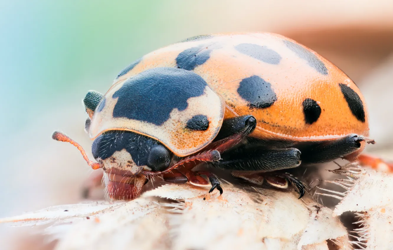 Фото обои black, orange, ladybug, Insect