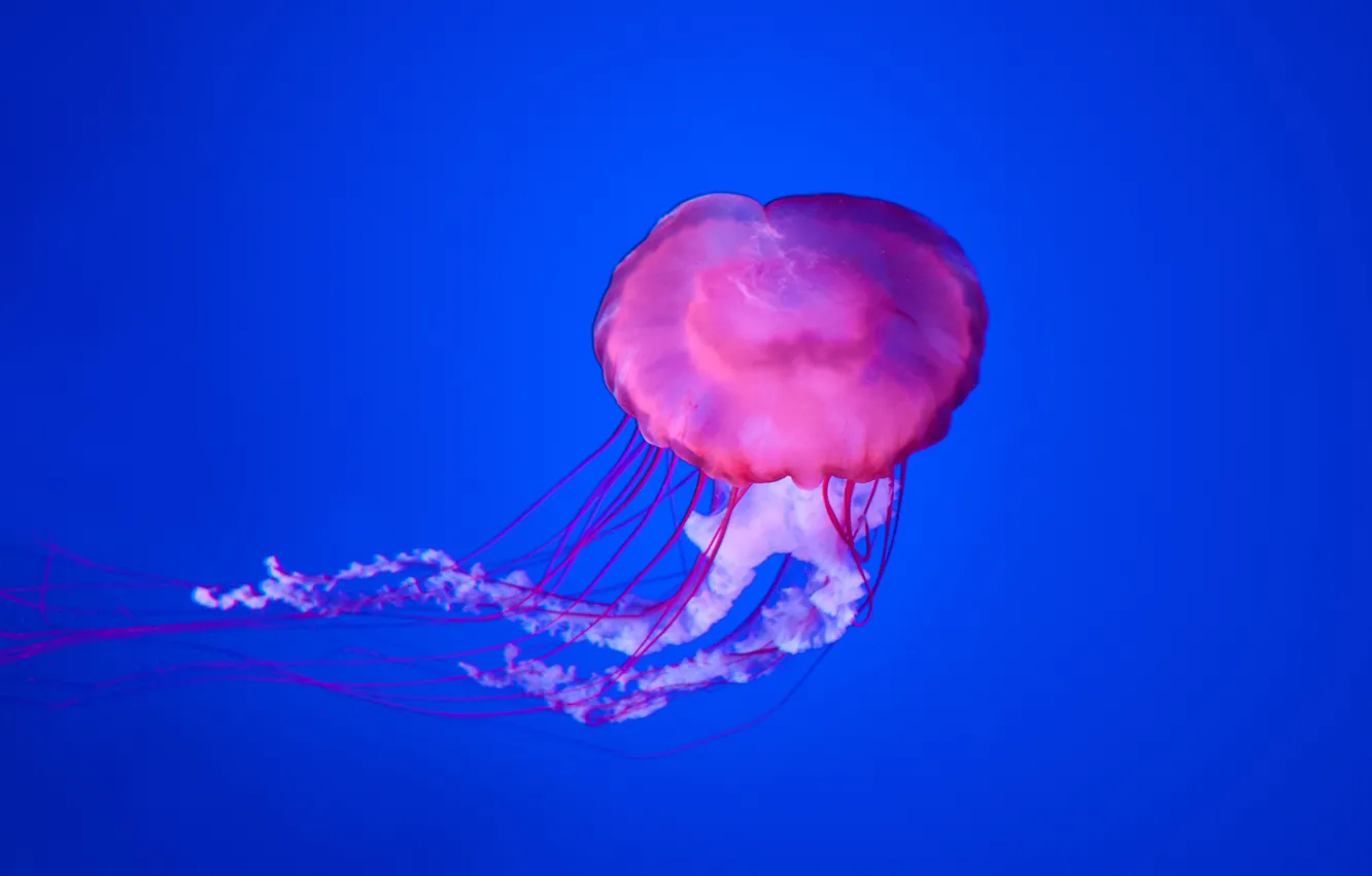 Фото обои underwater, blue, jellyfish