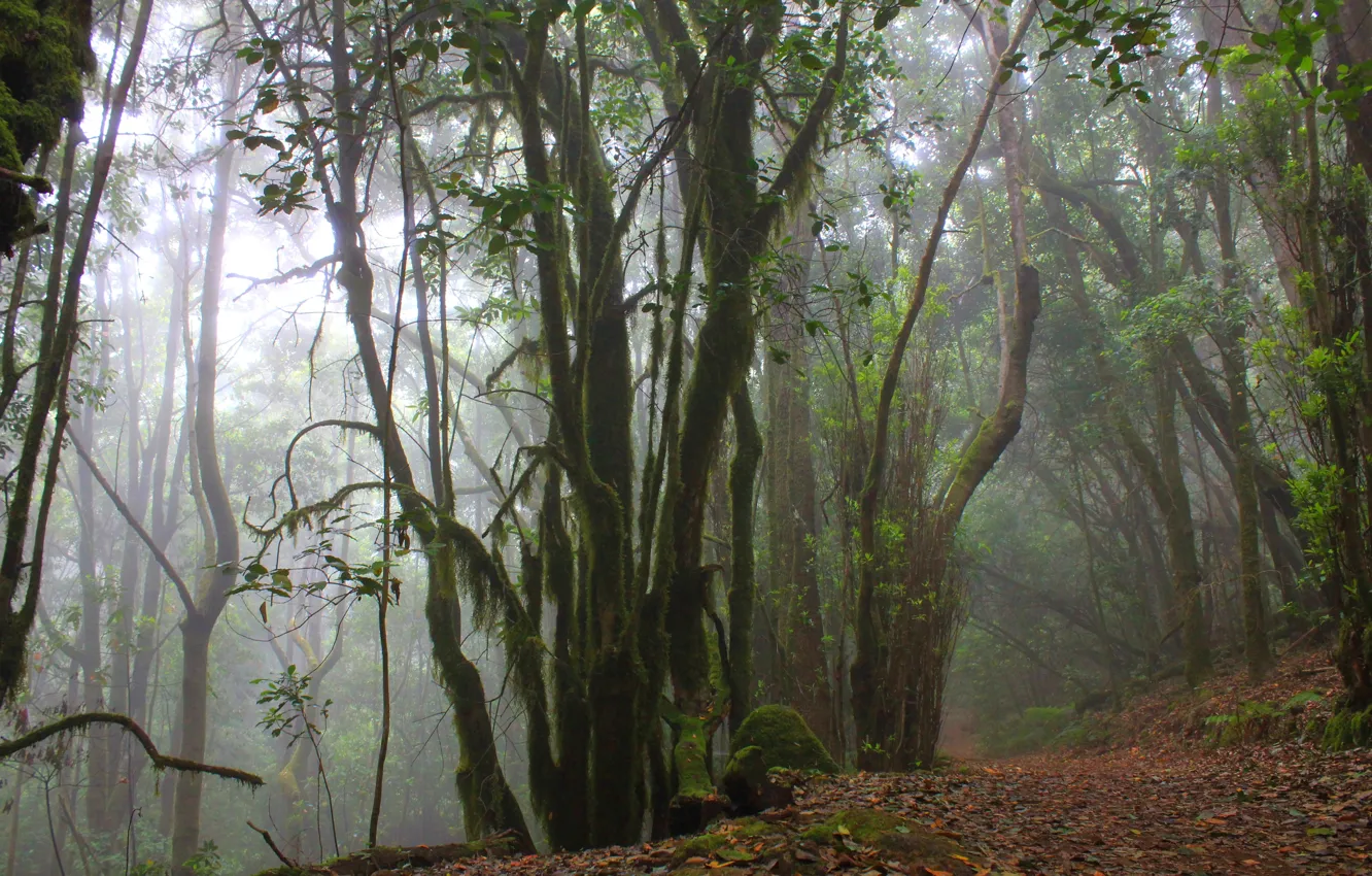 Фото обои лес, деревья, природа, туман, Испания, Spain, остров Гомера, Национальный парк Гарахонай