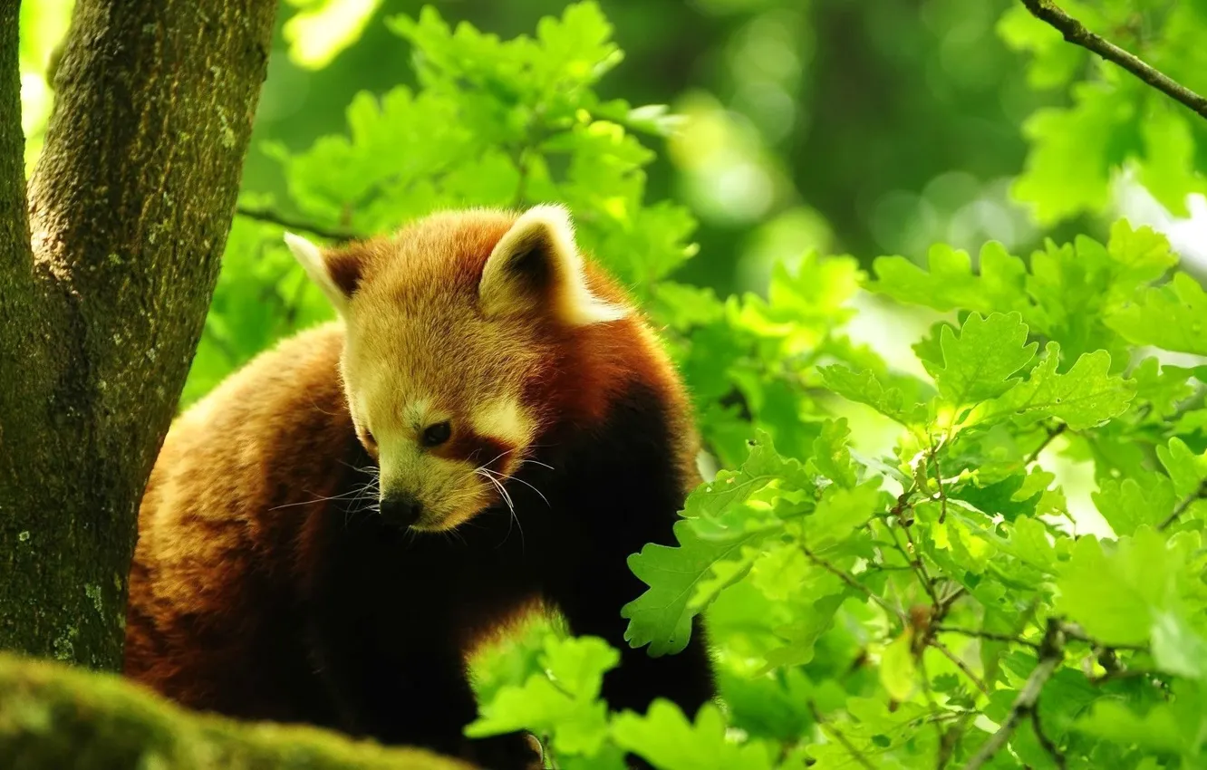 Фото обои лес, листья, деревья, природа, малая панда, red panda