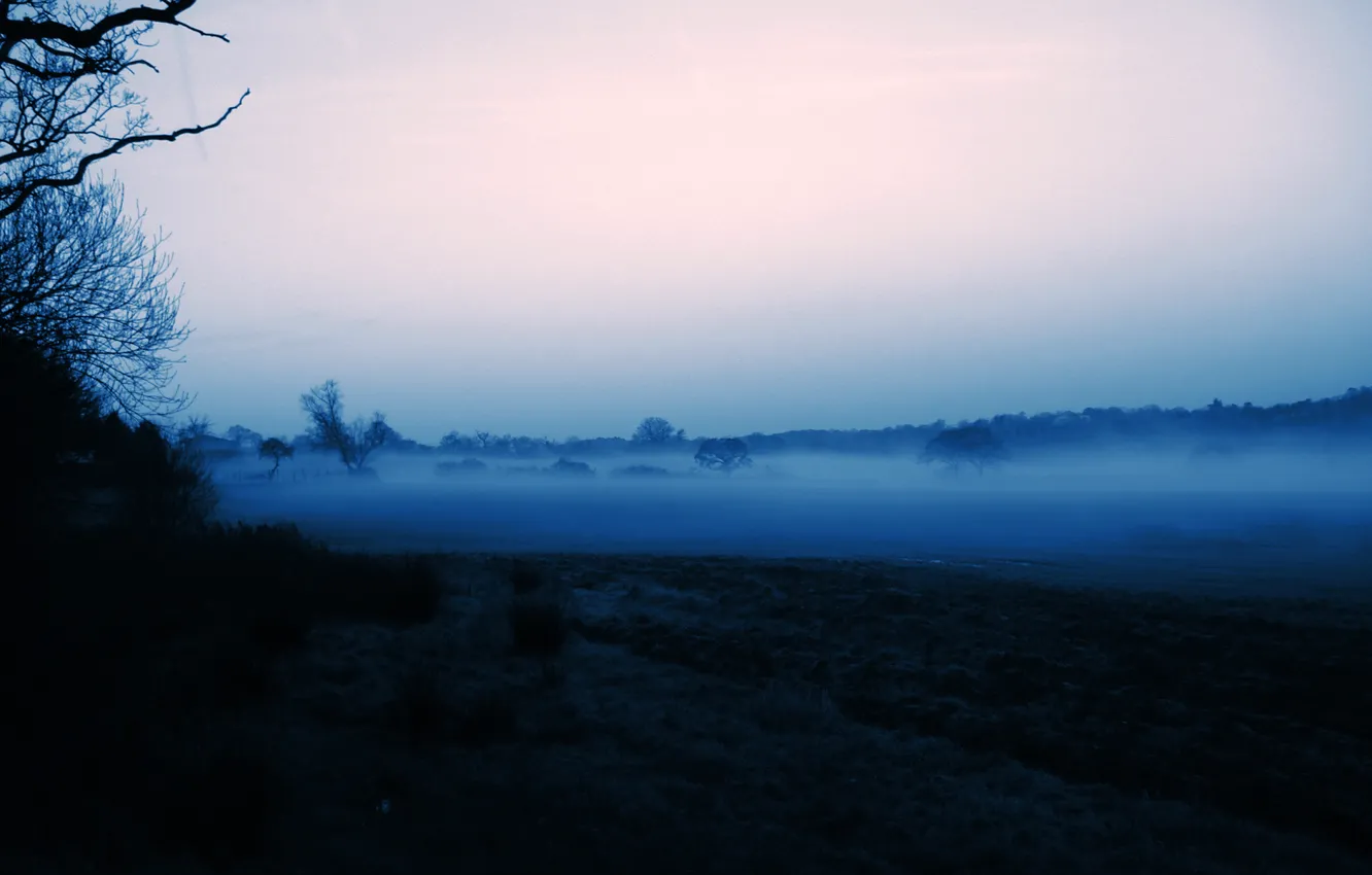 Фото обои небо, деревья, туман, утро, силуэт
