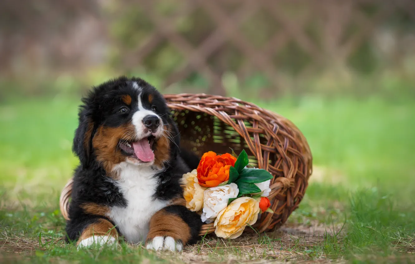 Фото обои цветы, корзина, собака