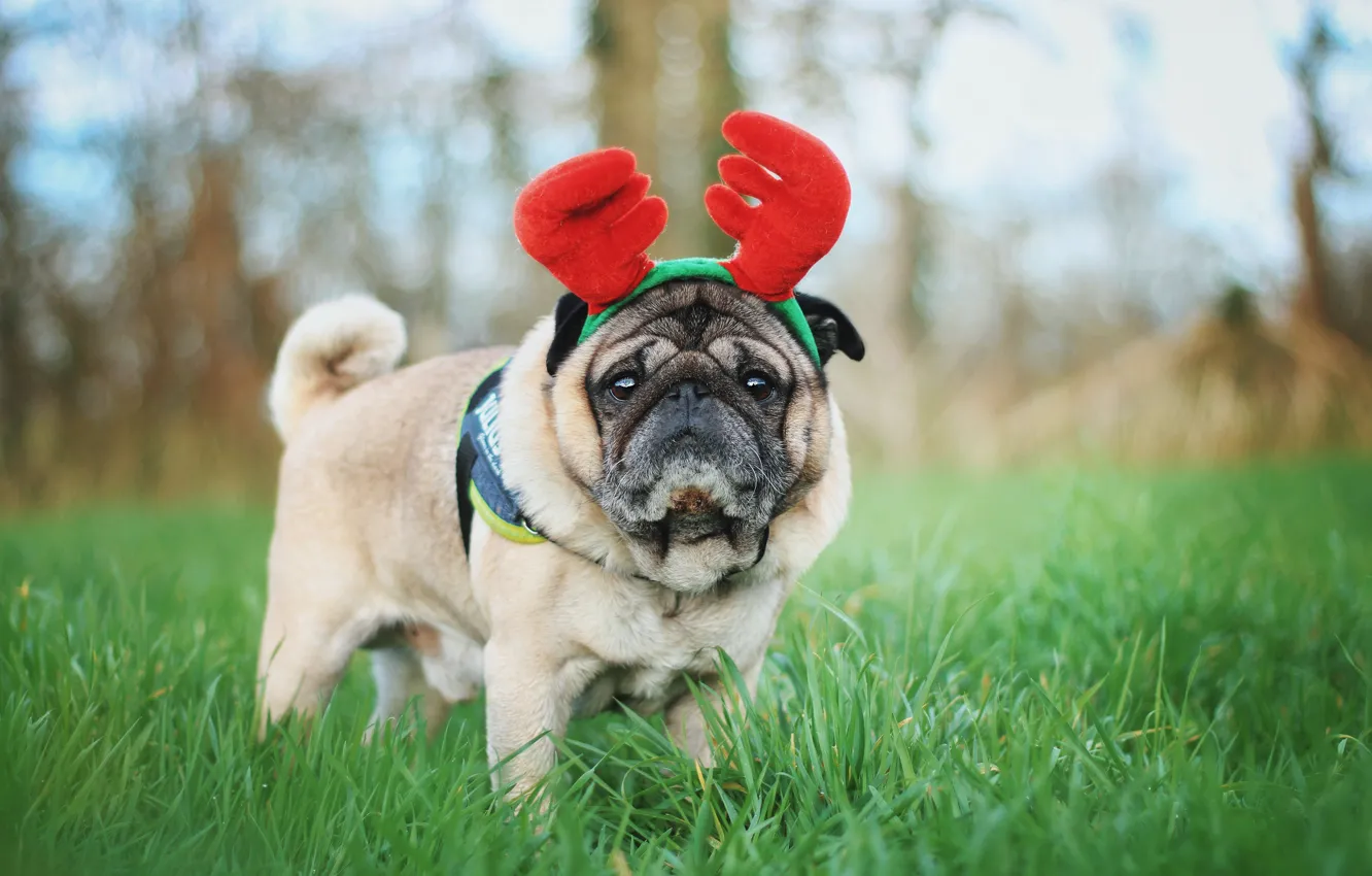Фото обои трава, природа, собака, олень, мопс, рога, ободок