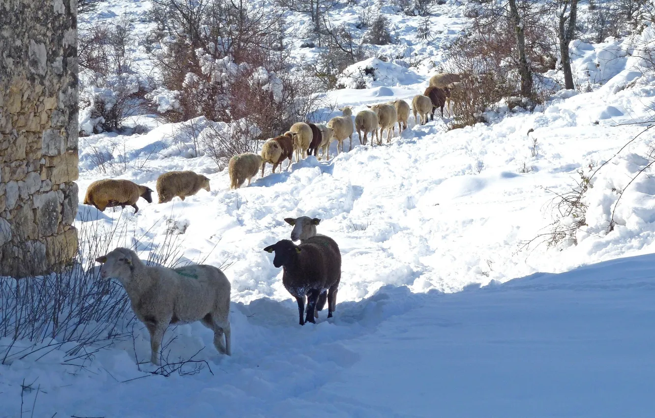 Фото обои зима, снег, Франция, овцы, Ванс