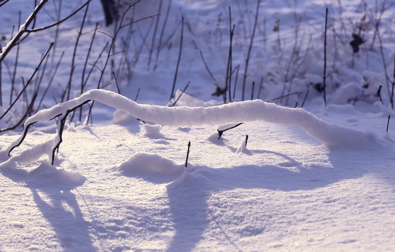 Фото обои winter, snow, cold