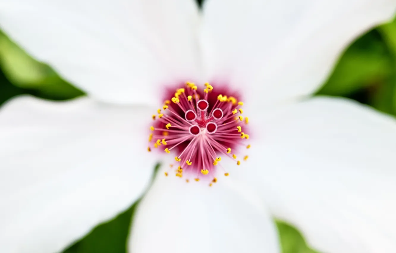 Фото обои белый, цветок, макро, гибискус