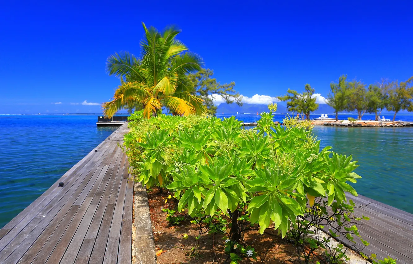 Фото обои небо, облака, деревья, пальмы, причал, горизонт, кусты, Tahiti