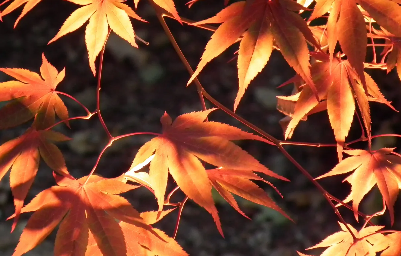Фото обои свет, природа, leaves, осенние листья, Fuji HS10 HS11