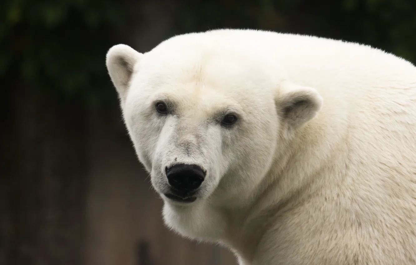 Фото обои взгляд, морда, белый медведь, полярный