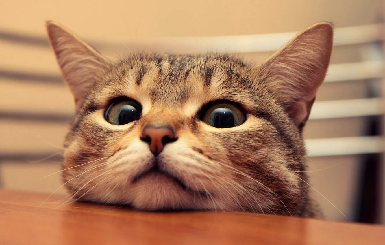 Фото обои кошка, кот, взгляд, уши, тайский, таец, сил-тэбби поинт, seal-tabby point
