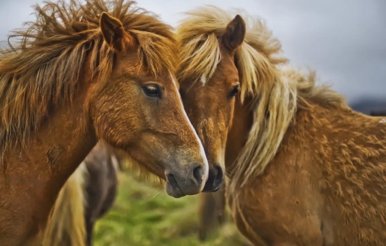 Фото обои близость, лошади, грива