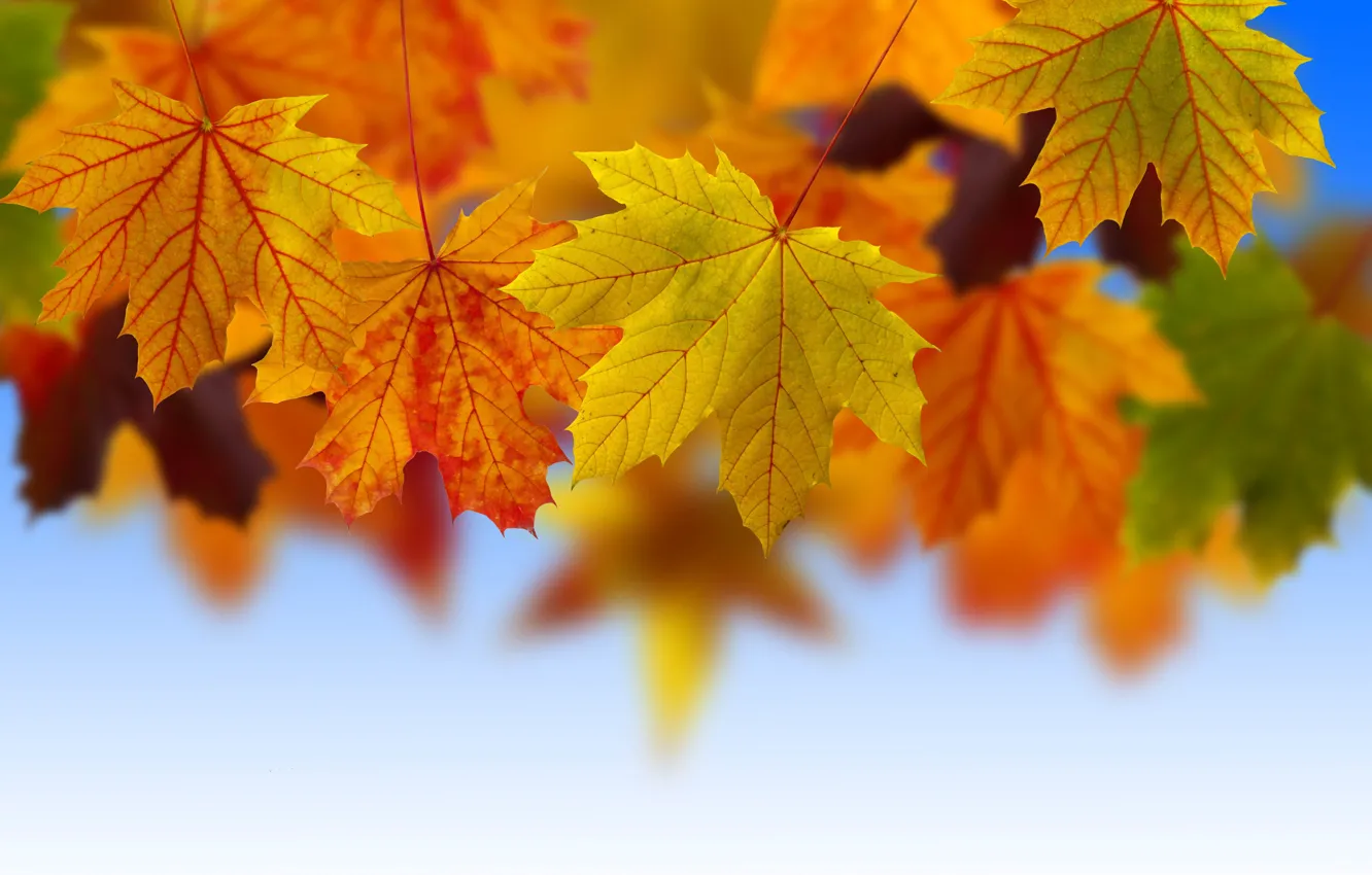 Фото обои осень, небо, листья, природа, листва, желтые, красные, рыжие