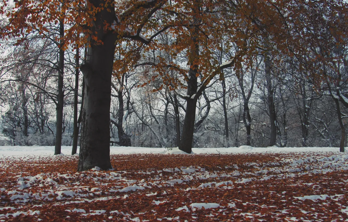Фото обои осень, листья, снег, дерево