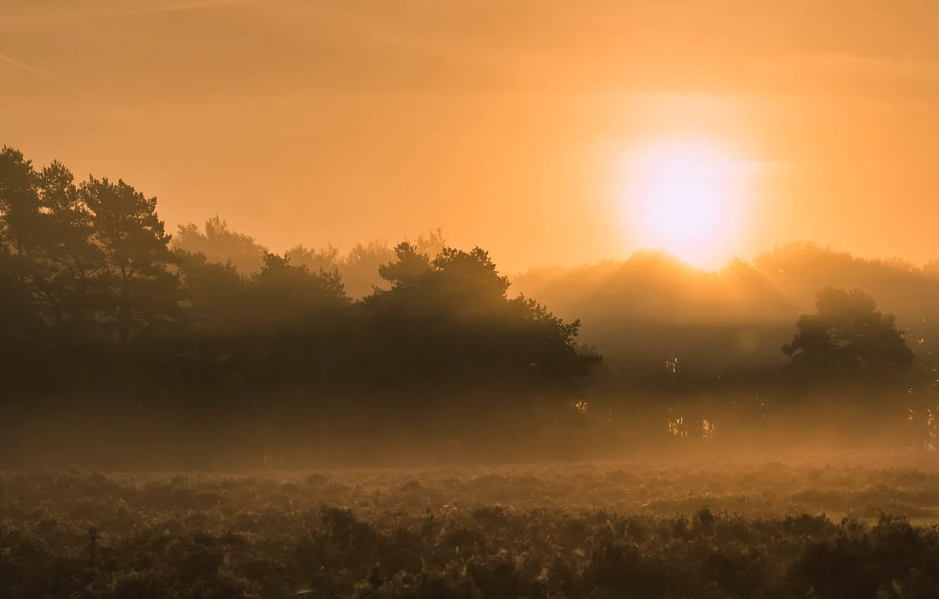 Фото обои поле, солнце, туман, рассвет