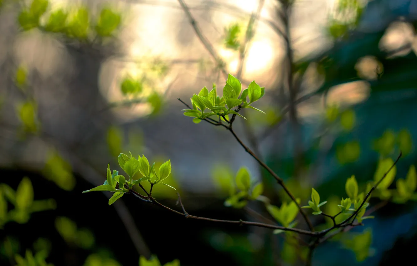Фото обои leaves, bokeh, spring, branches