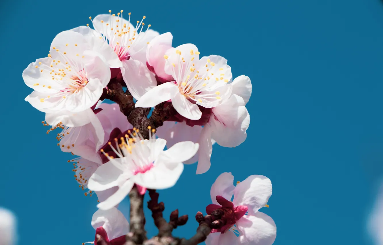 Фото обои flowers, spring, cherry blossom