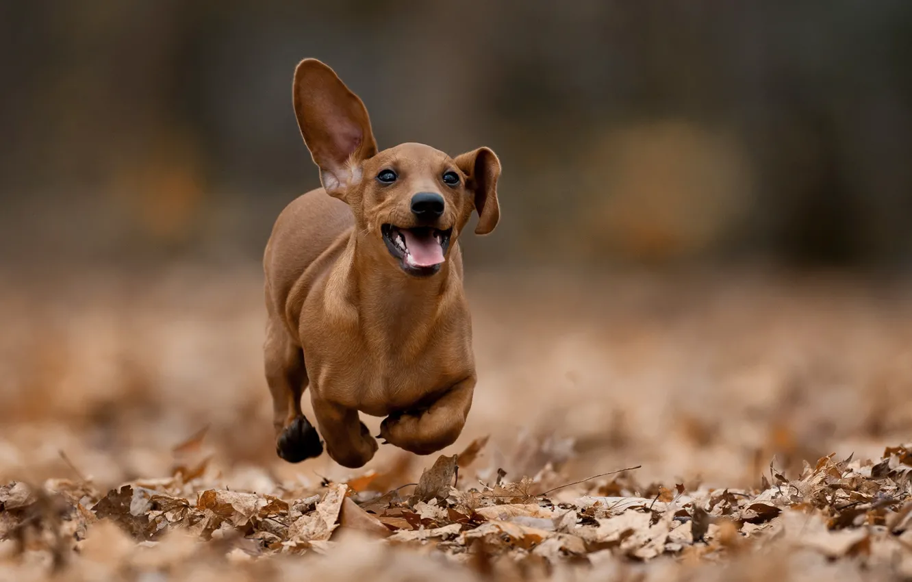 Фото обои осень, собака, прогулка, уши, боке, опавшие листья, Такса, пробежка