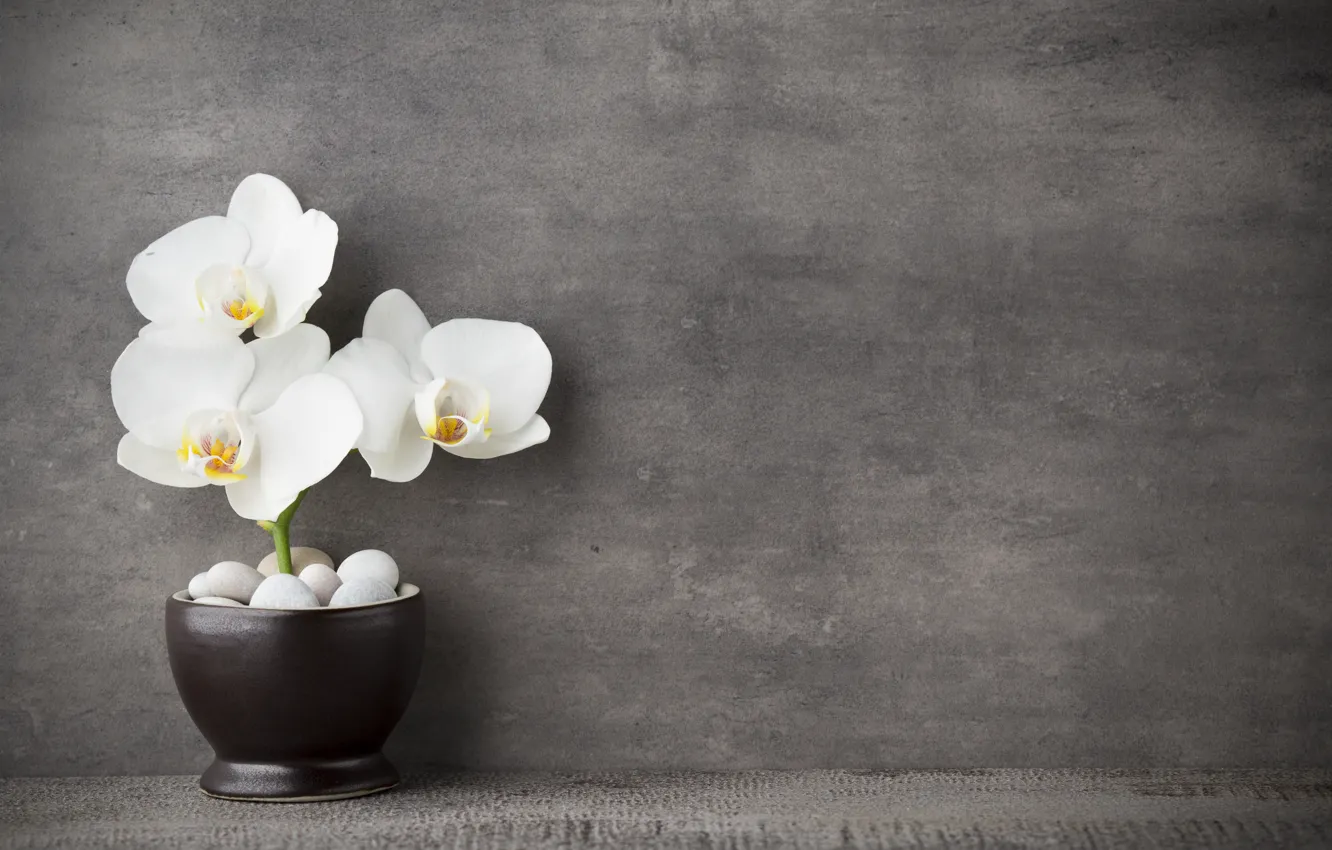Фото обои white, орхидея, flowers, orchid