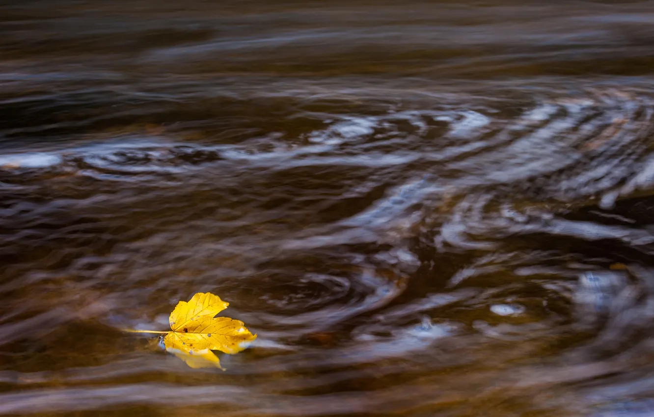 Фото обои осень, лист, река