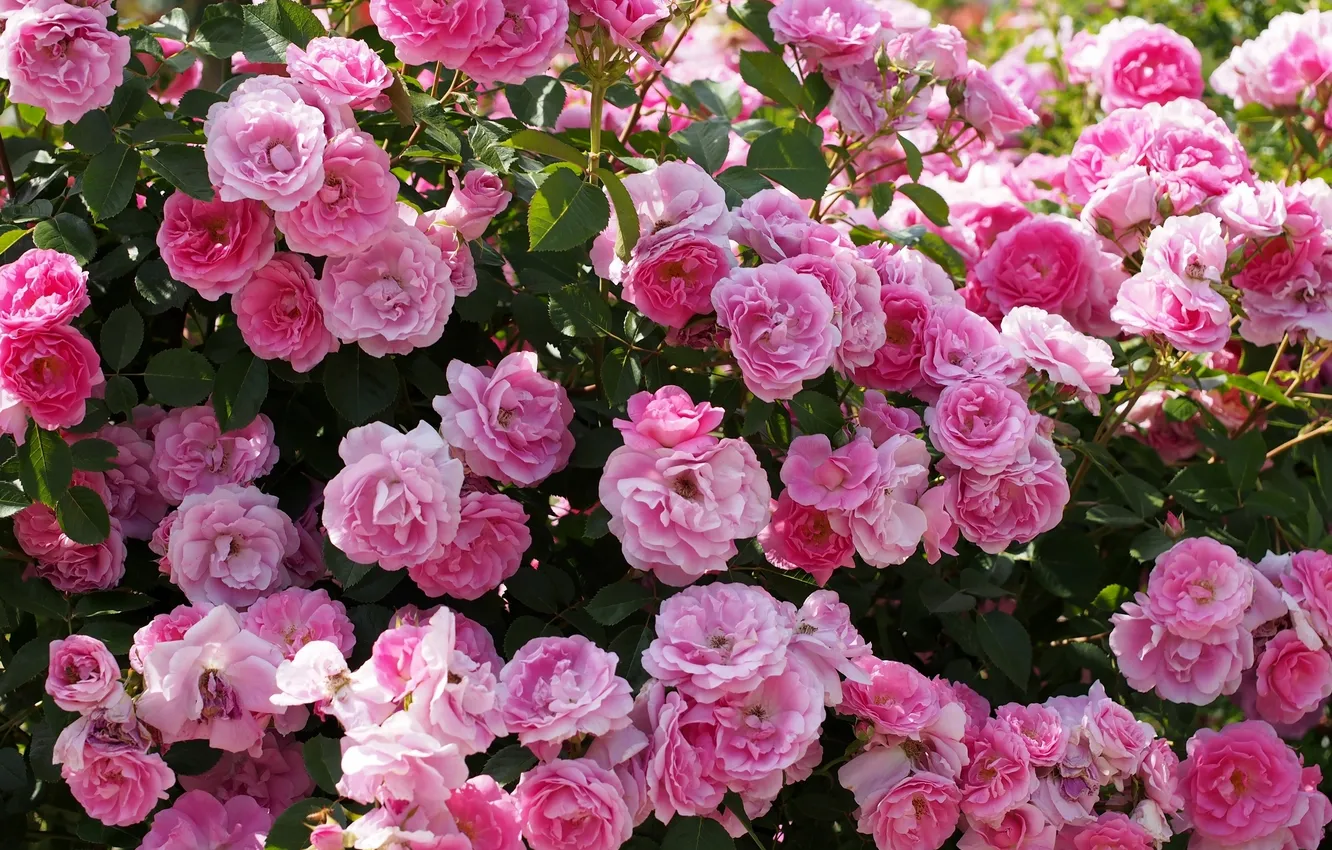 Фото обои розы, цветение, розовый куст