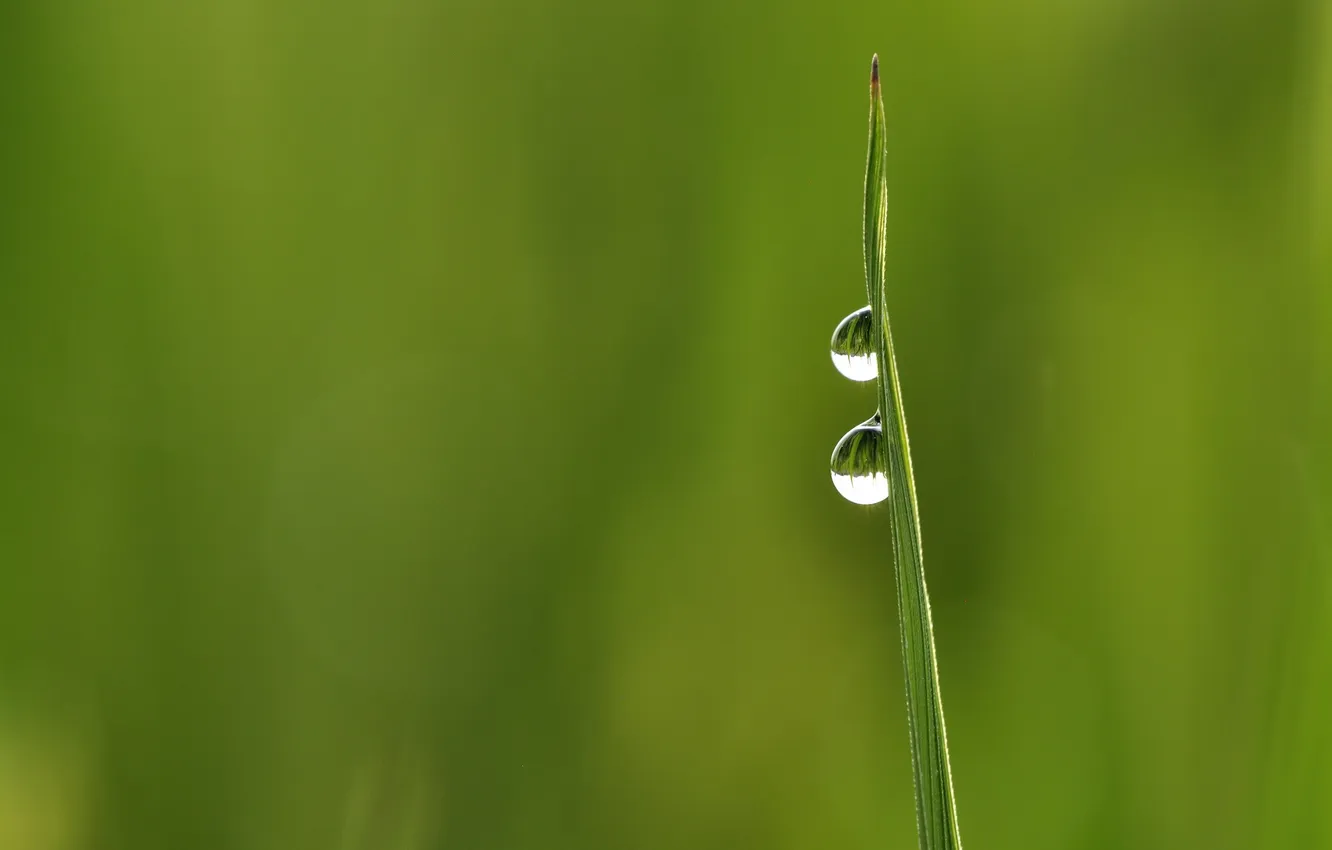 Фото обои трава, капли, минимализм