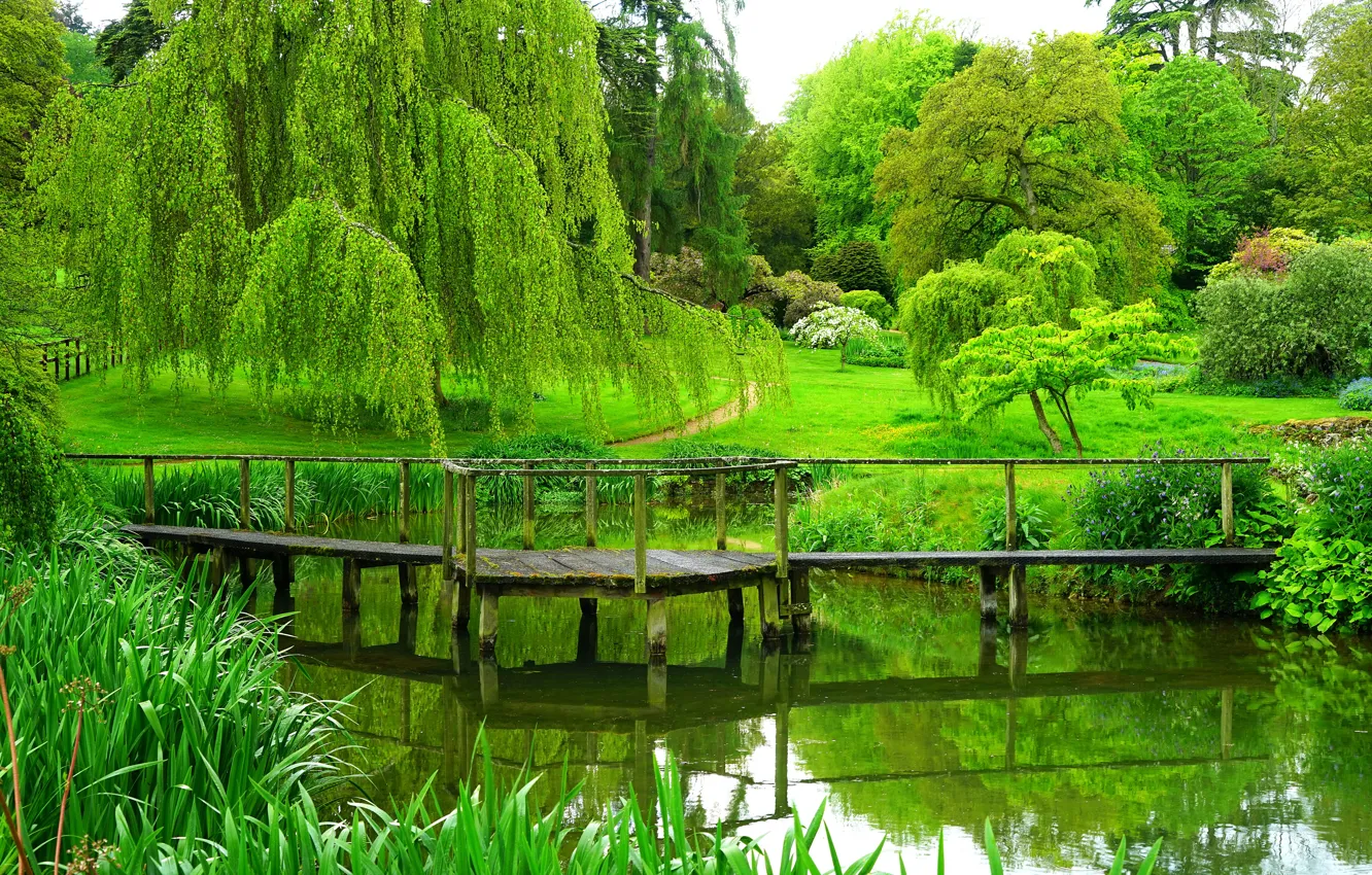 Фото обои лето, деревья, парк, река, Англия, мостик, trees, park