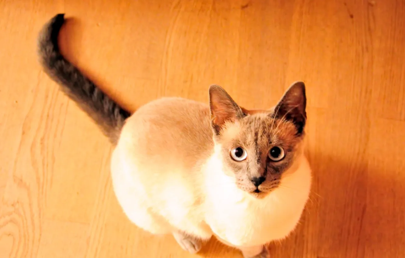 Фото обои кошка, взгляд, пол