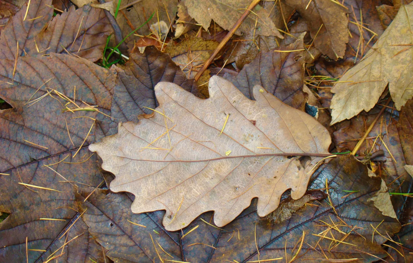 Фото обои осень, листья, лист, обои, текстура, сырость