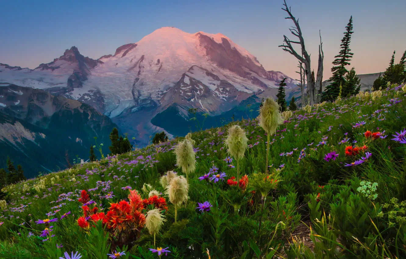 Фото обои цветы, горы, луг, Mount Rainier National Park, Национальный парк Маунт-Рейнир, Mount Rainier, Каскадные горы, Washington …