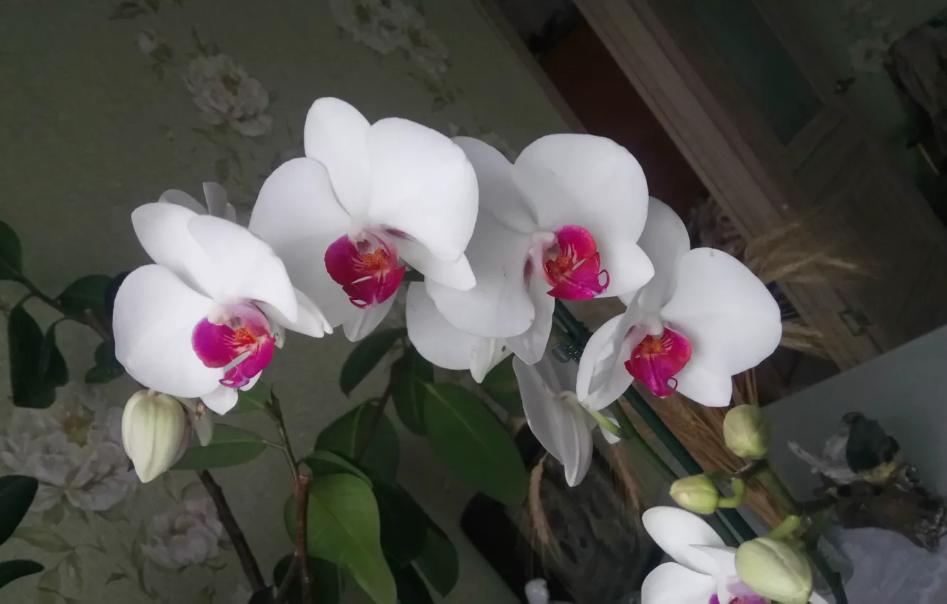 Фото обои Белая, Орхидея, На цвету