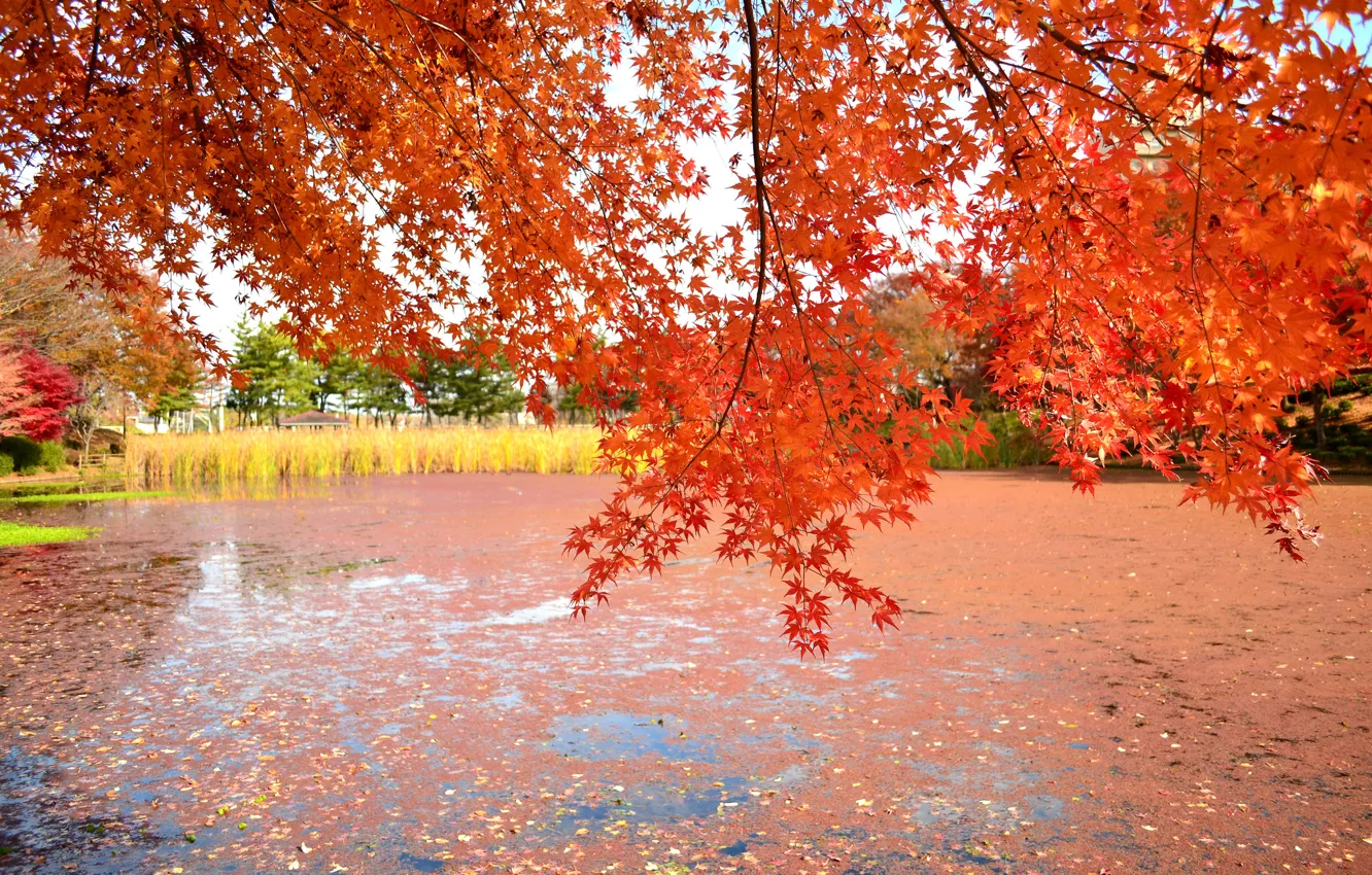Фото обои осень, листья, деревья, озеро, пруд