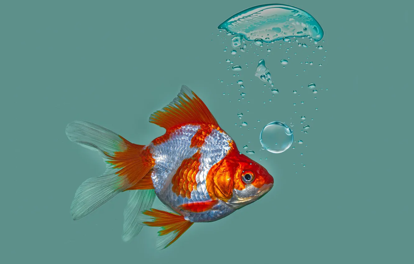 Фото обои пузыри, фон, рыбка, Золотая рыбка, Риукин