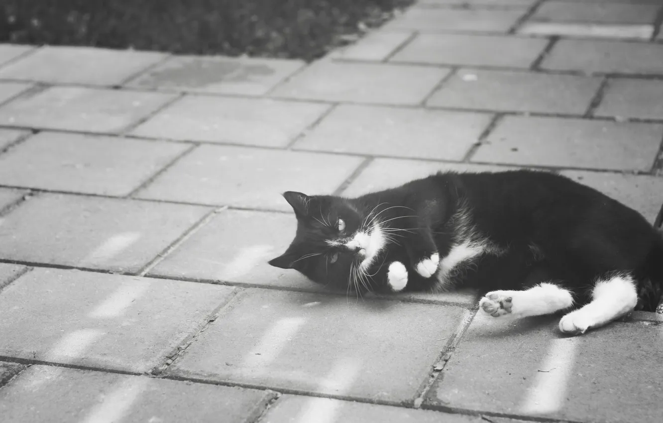Фото обои кошка, кот, усы, улица, шерсть, лежит, черно-белое