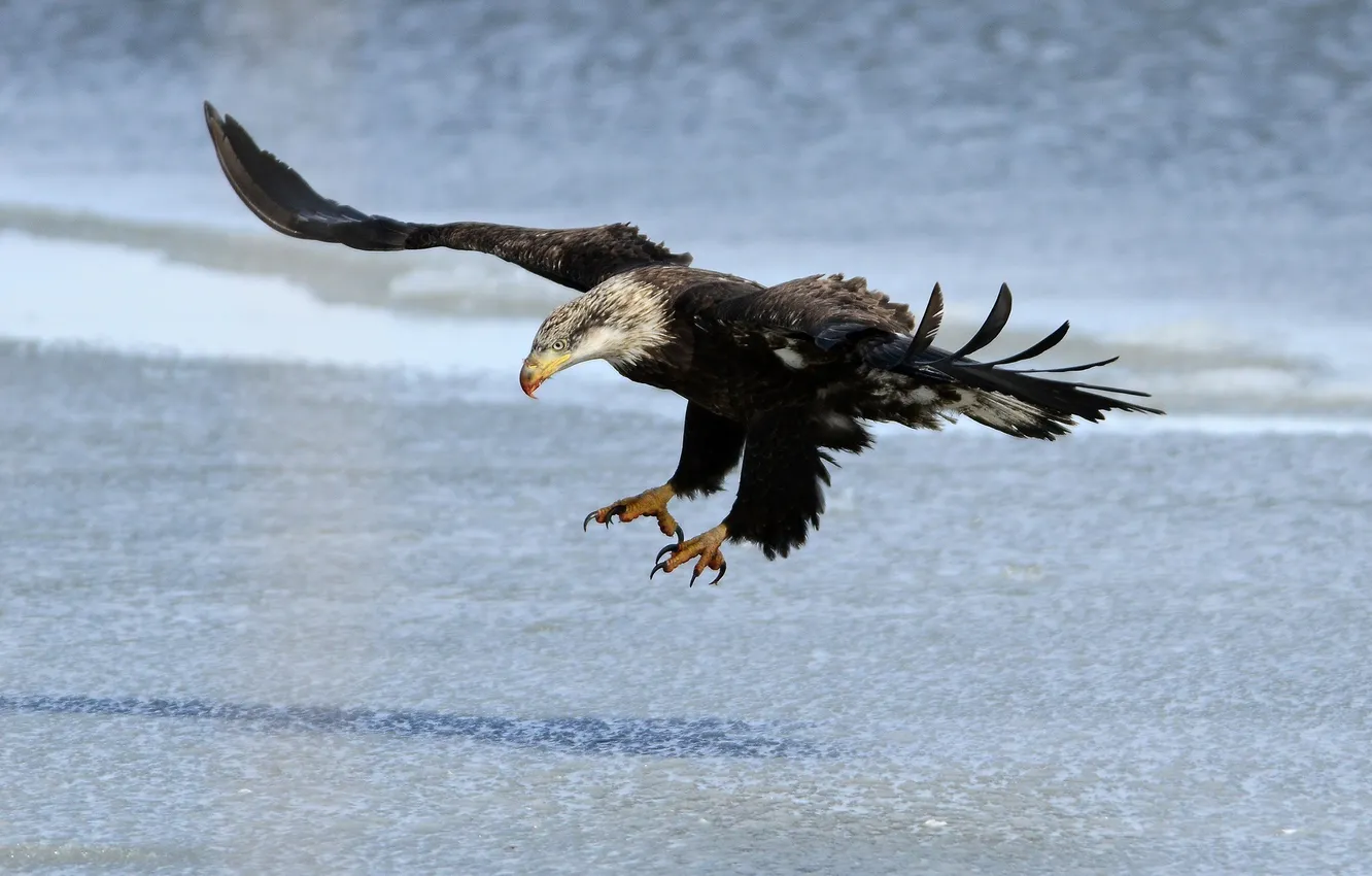 Фото обои полет, крылья, орлан, хищная птица