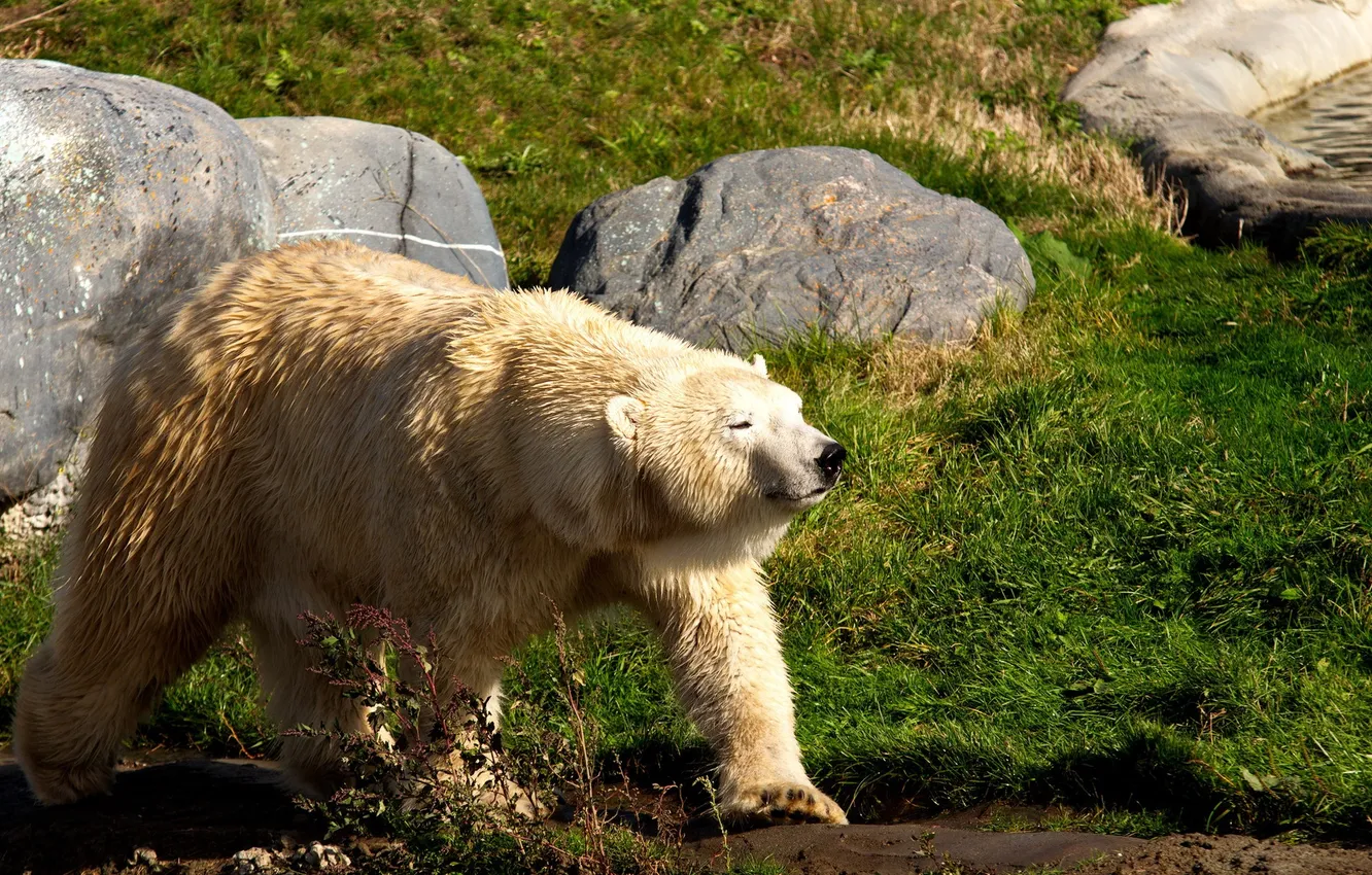 Фото обои animal, Metro Toronto Zoo, Polar Bear