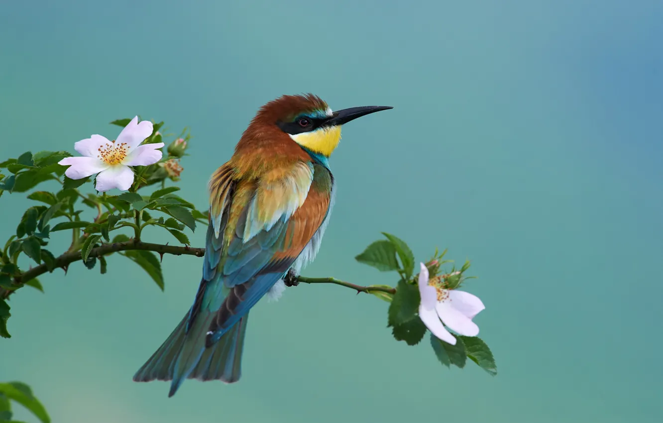 Фото обои природа, птица, ветка, шиповник, цветение, золотистая щурка, Ботев Калин