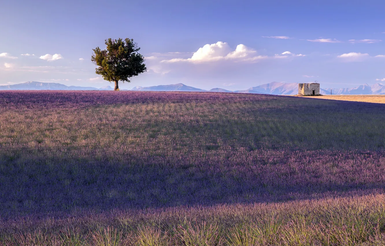 Фото обои France, Lavender, Provence, Golden Hour