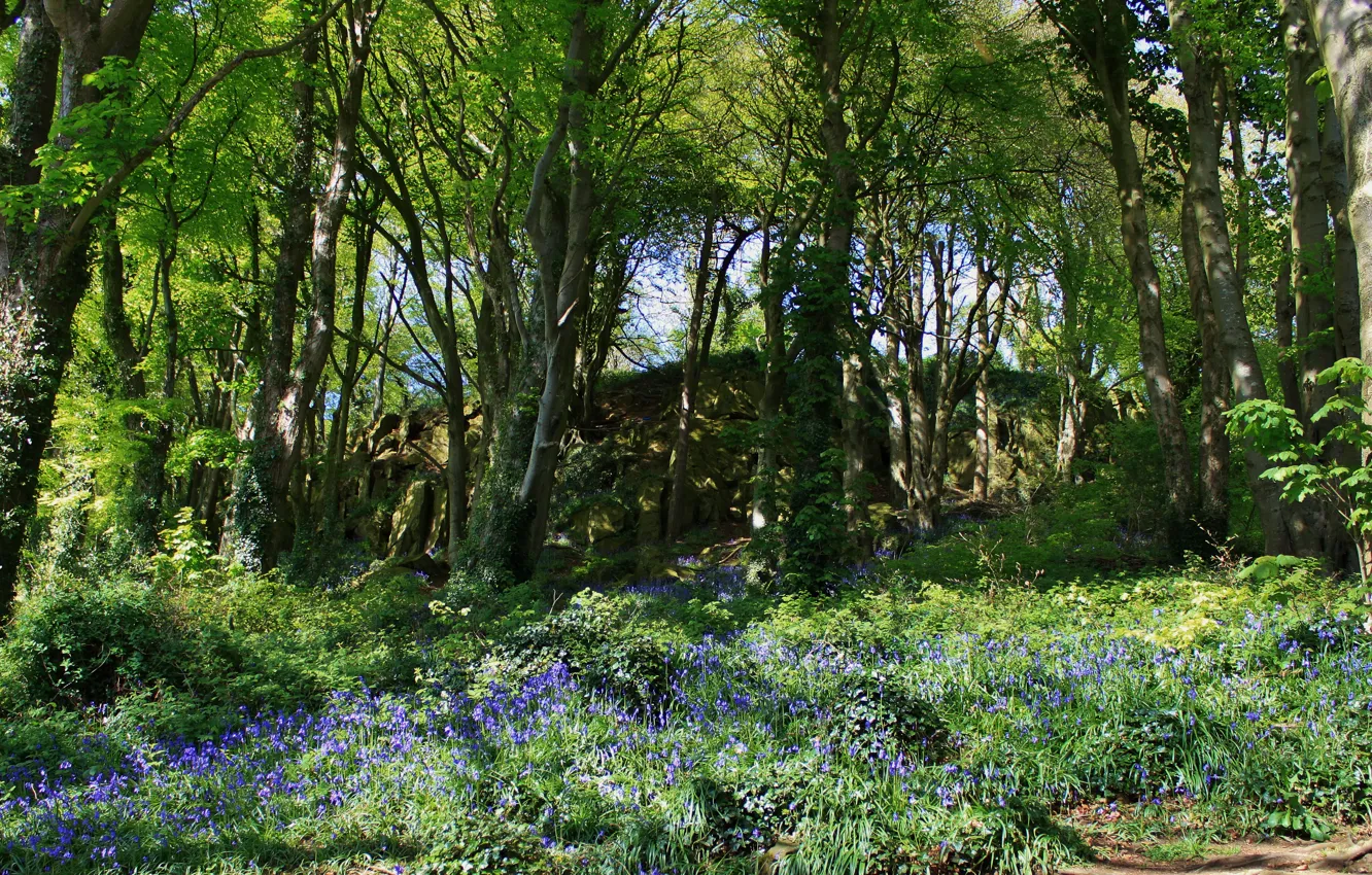 Фото обои трава, деревья, цветы, парк, Ирландия, Scrabo Country park